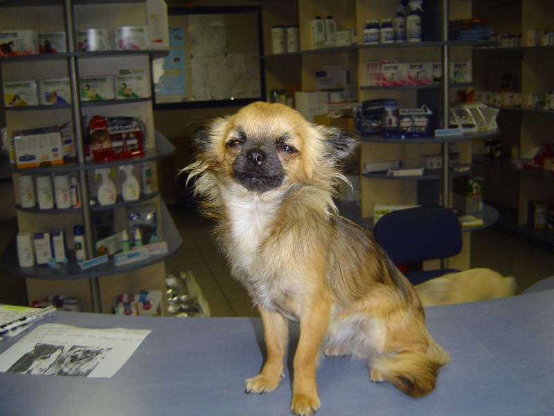 Baby love des Korrigans de la Lande